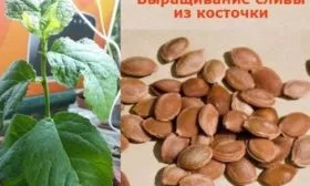 Размножение сливы Цистены: косточкой