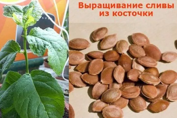 Размножение сливы Цистены: косточкой