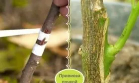 Размножение сливы Цистены: Прививкой почкой