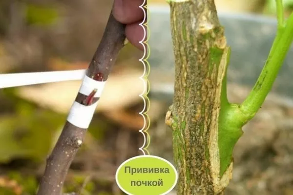 Размножение сливы Цистены: Прививкой почкой