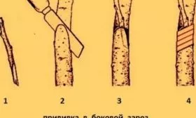 Размножение сливы Цистены: Прививкой в боковой зарез