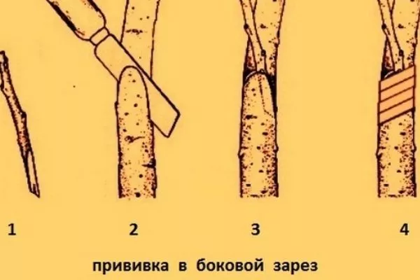 Размножение сливы Цистены: Прививкой в боковой зарез