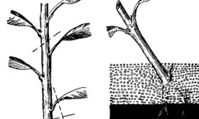 Размножение сливы Цистены: Зелёными черенками