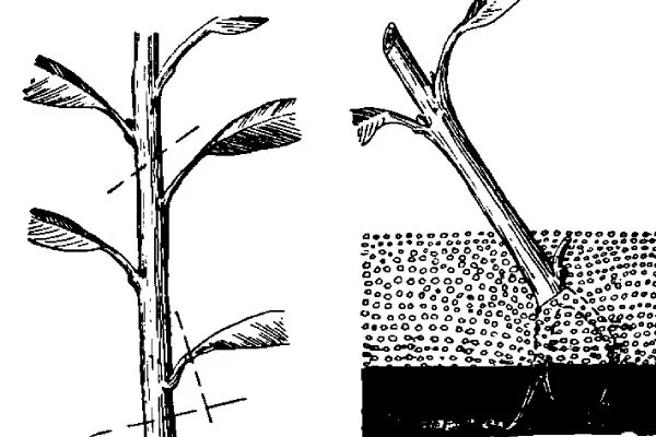 Размножение сливы Цистены: Зелёными черенками