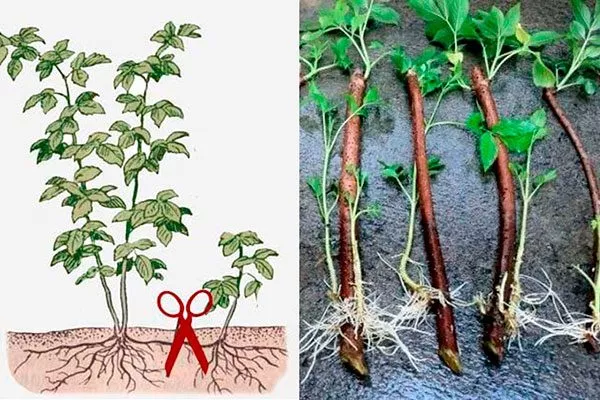 Размножение малины