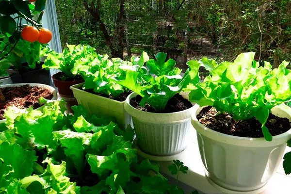 разведение на балконе или подоконнике