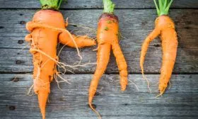 Разветвление корнеплодов