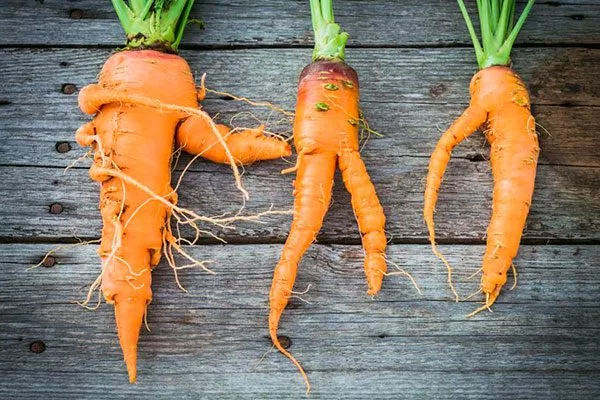 Разветвление корнеплодов