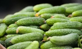 Клавдия Агро