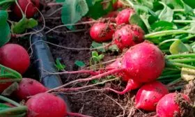 Урожай редиса