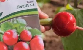 редис Дуся F1