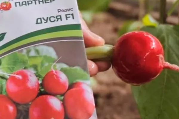 редис Дуся F1