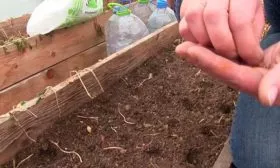 Редис посев в теплицу