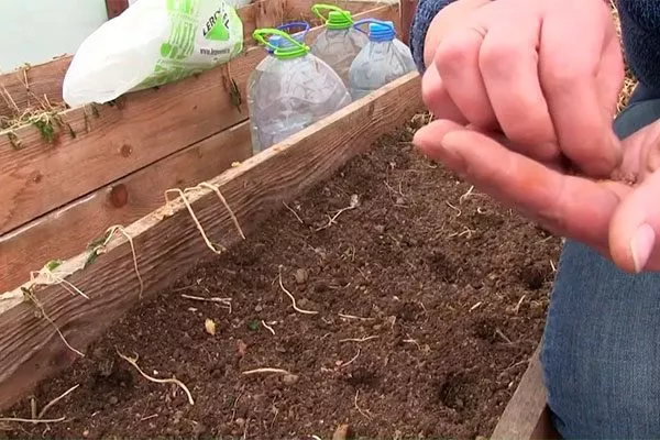 Редис посев в теплицу