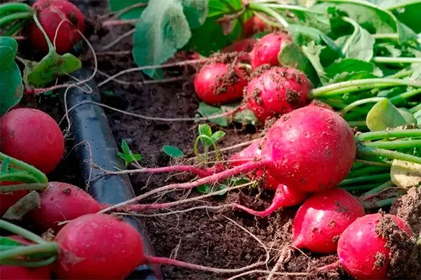 Урожай редиса