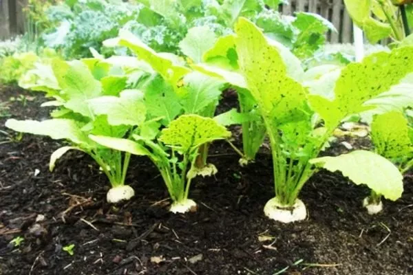 репа страдает от вредеителей и болезней