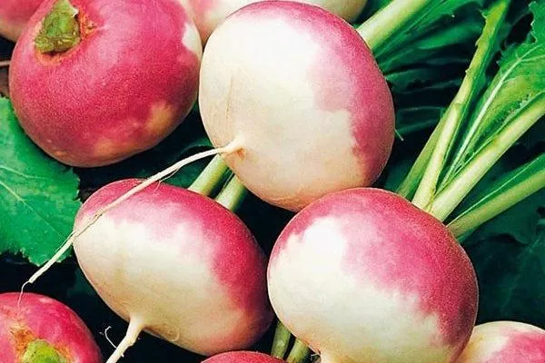 репа Миланская розовая