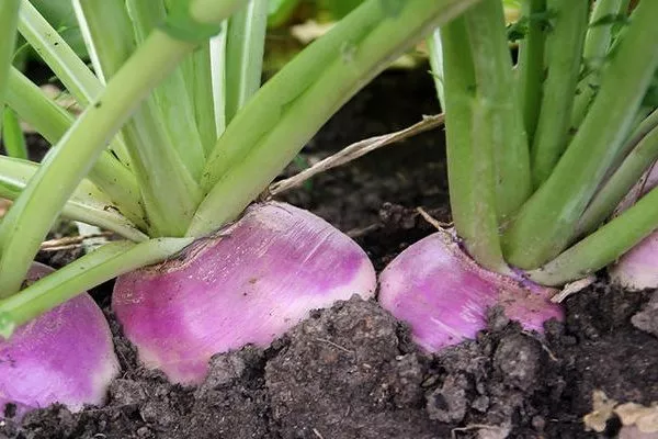 Выращивание репы Внучка