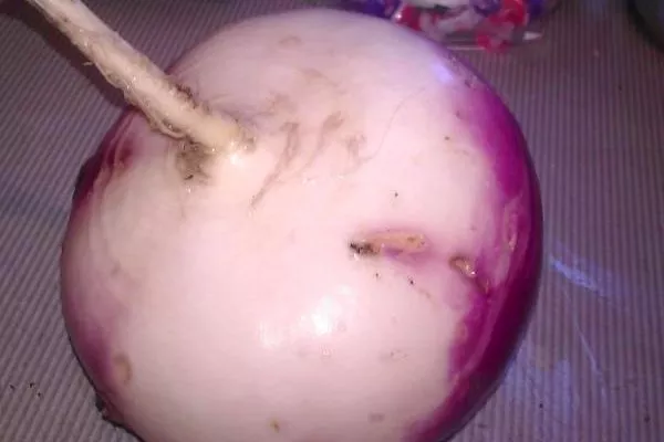 плод Внучки