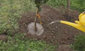 Режим полива