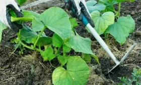 уход за огурцами