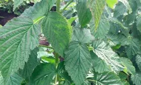 Куст, ветки, листья