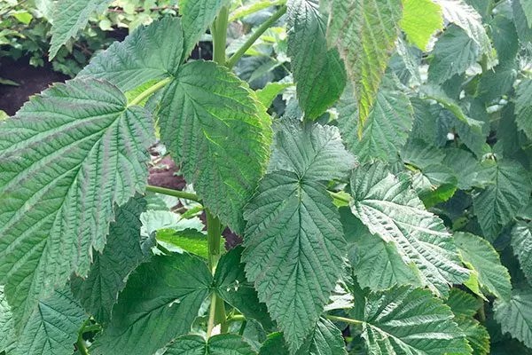 Куст, ветки, листья