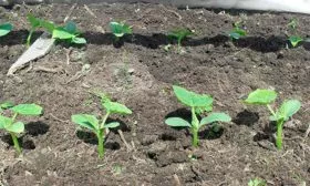 Рыхление и прополка