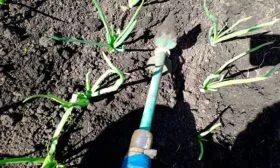 рыхление Лук Халцедон