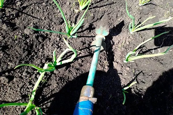 рыхление Лук Халцедон