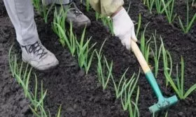 рыхление лука Россана