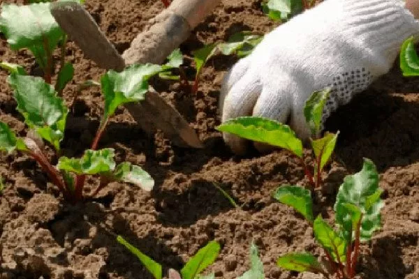 Сорт свёклы Барон - подробный обзор