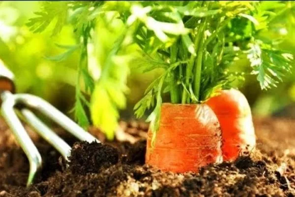 рыхление моркови Голландская