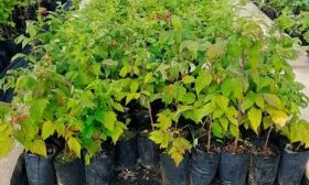 Саженцы малины