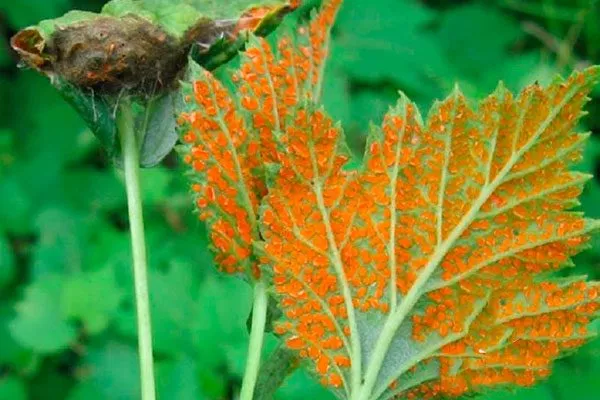 Ржавчина Малина Маросейка