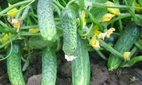огурцы Клавдия Агро