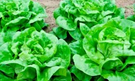 Описание внешнего вида