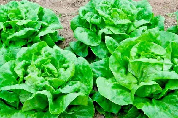 Описание внешнего вида