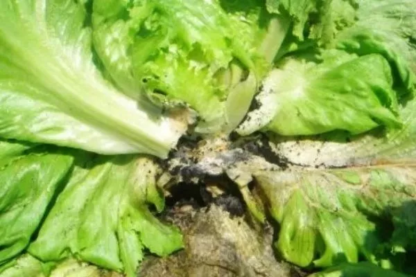 листья салата с признаками болезни