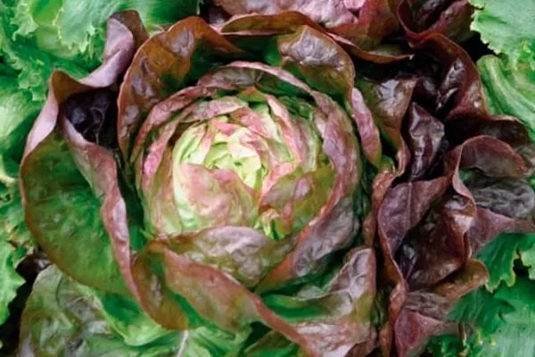 кочан салата 4 сезона