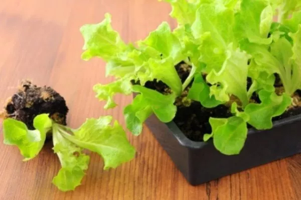 рассада Хрустика