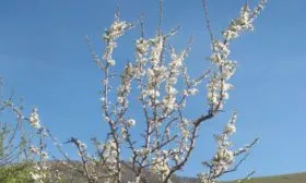 Самоплодность и опылители