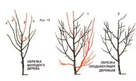 санитарная обрезка