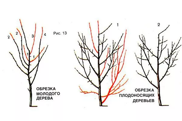 санитарная обрезка