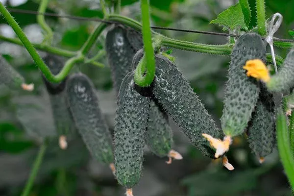 Представление о сорте