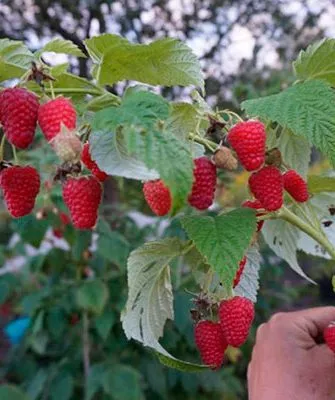 Характеристики