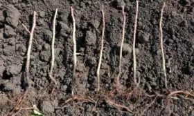 саженцы малины Новость Кузьмина: обрезка перед посадкой