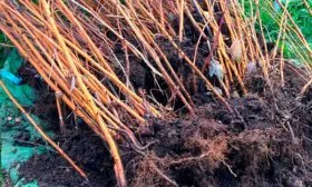 Саженцы малины с открытой корневой системой Малина Оранжевое Чудо