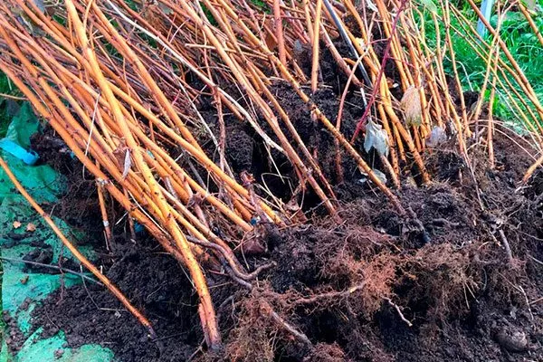 Саженцы малины с открытой корневой системой Малина Оранжевое Чудо