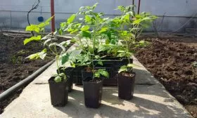 Саженцы с закрытой корневой системой Малина Оранжевое Чудо